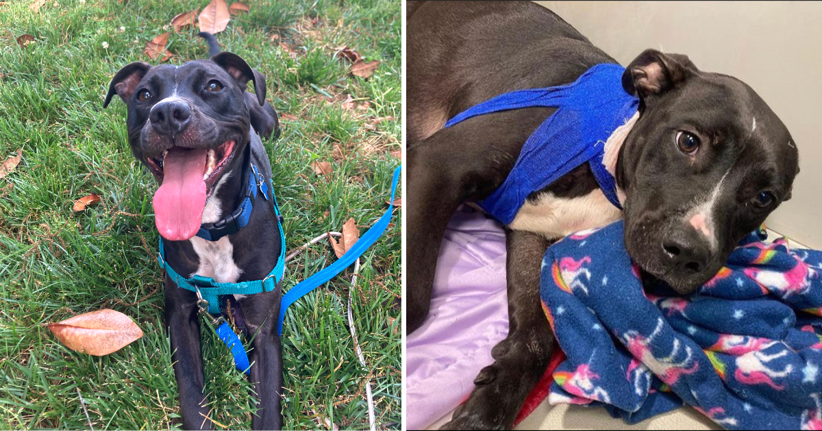 Innocent Dog Survived Gunshot, Now Faces Euthanasia Because No One Wants Her