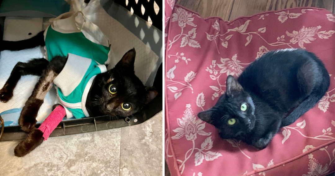 Meow Mail Update: Tia & Tamara