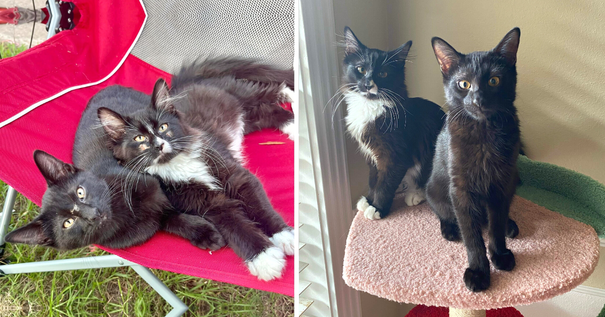 Meow Mail Update: Sabrina & Salem
