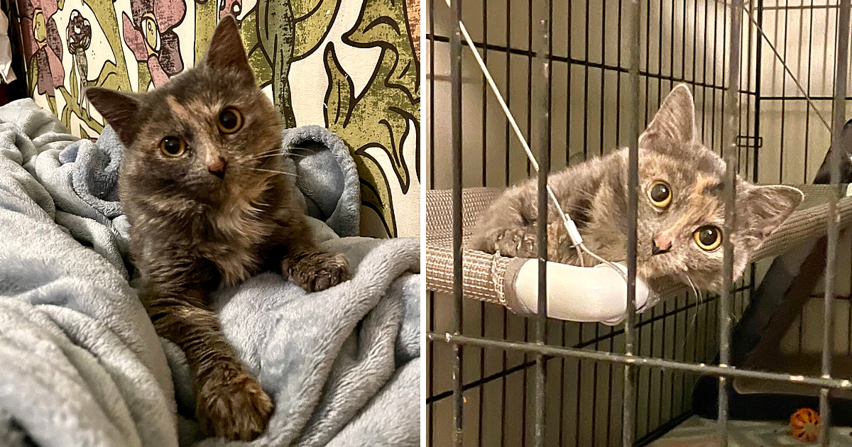 Video Shows Blind Special Needs Kitten being Dumped, So Grateful She’s Finally Safe and Warm
