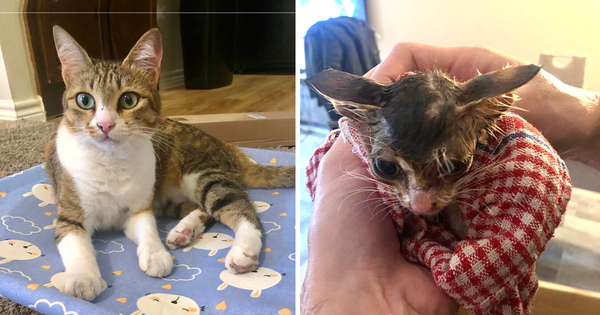 Man Rescues Sick Kitten Overseas, Nurses Her Back to Health & Travels 9,000 Miles Home with Her