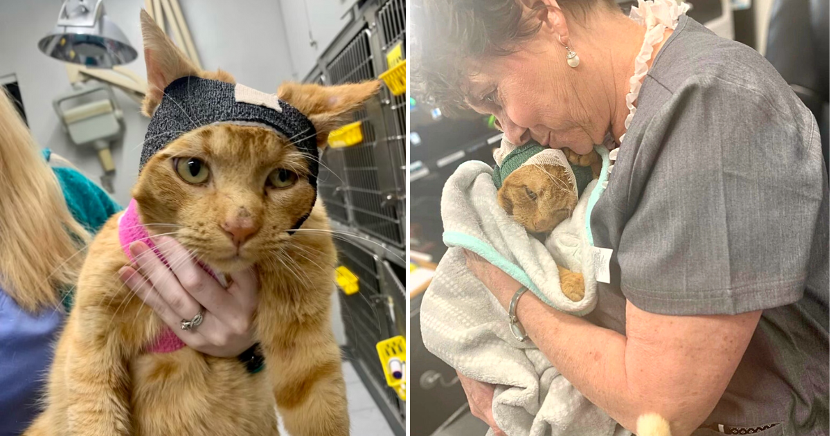 Injured Liquor Store Cat Overcomes the Odds, Loves Being Cradled by Vet Team During Recovery