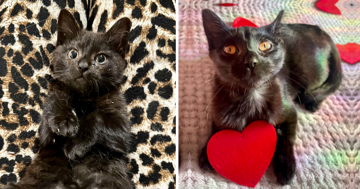 Feisty Feral Kitten with Crooked Legs Blooms into Cuddly Companion After Being Loved & Pampered