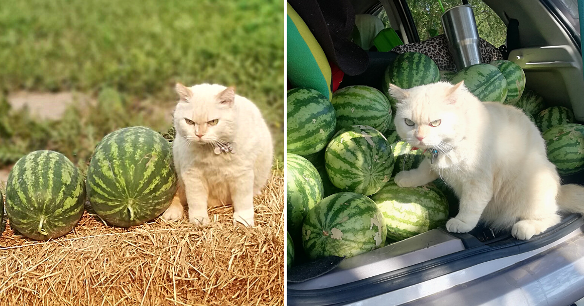Meet Pearl, The Grumpy Guard Cat and Supervisor of a Watermelon Farm