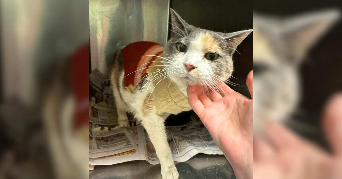 Boyfriend Forces Woman to Surrender Senior Cat, Left Her Trembling in Handmade Sweater