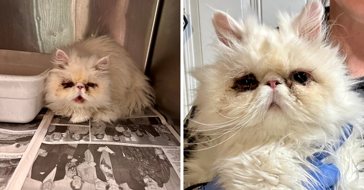 Surrendered Persian Cat Begs for Help at Shelter, Woman Drops Everything to Save Her